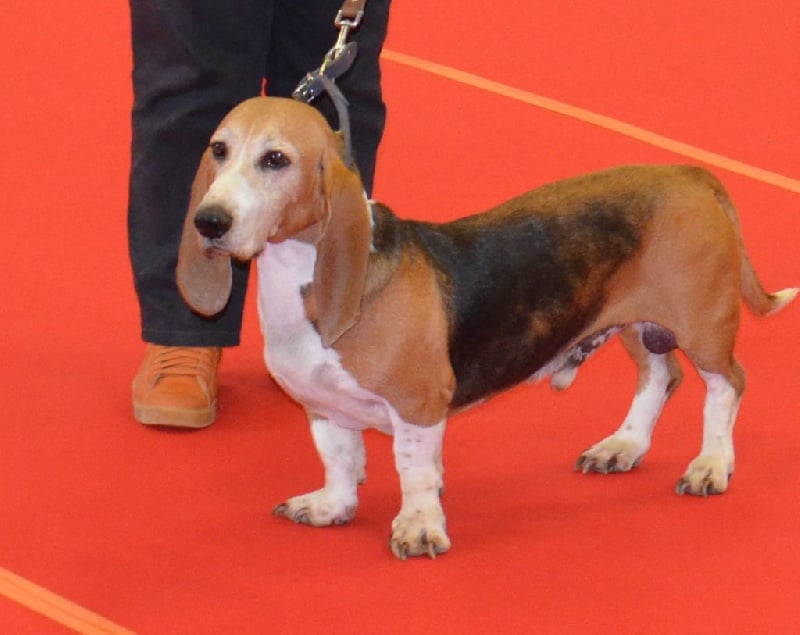 CH. Chivas du cheval du marquet - CACS / CACS EN CLASSE TRAVAIL
