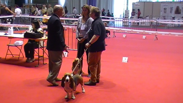 CH. Aramis du cheval du marquet - 1 ER EXC RCAIB EN CLASSE CHAMPION