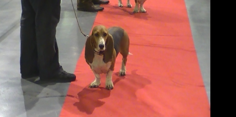 CH. Aramis du cheval du marquet - 2 EME EN CLASSE TRAVAIL