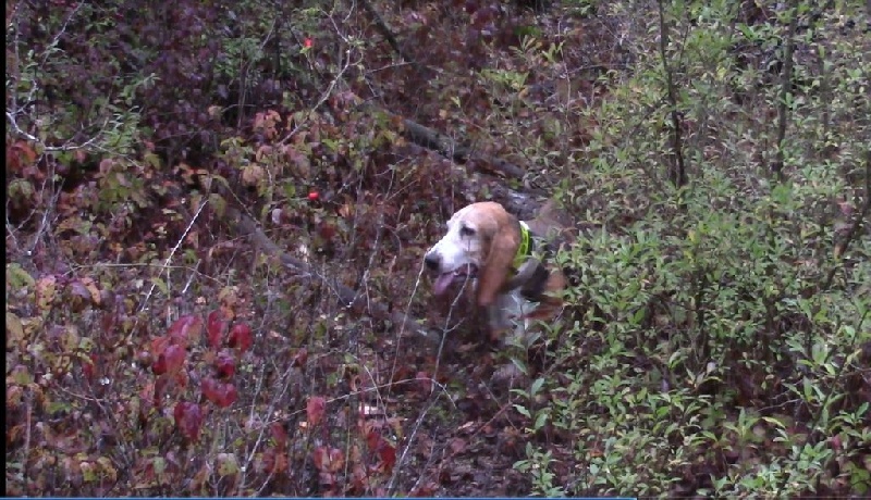 Babou (Sans Affixe) - 125 PTS