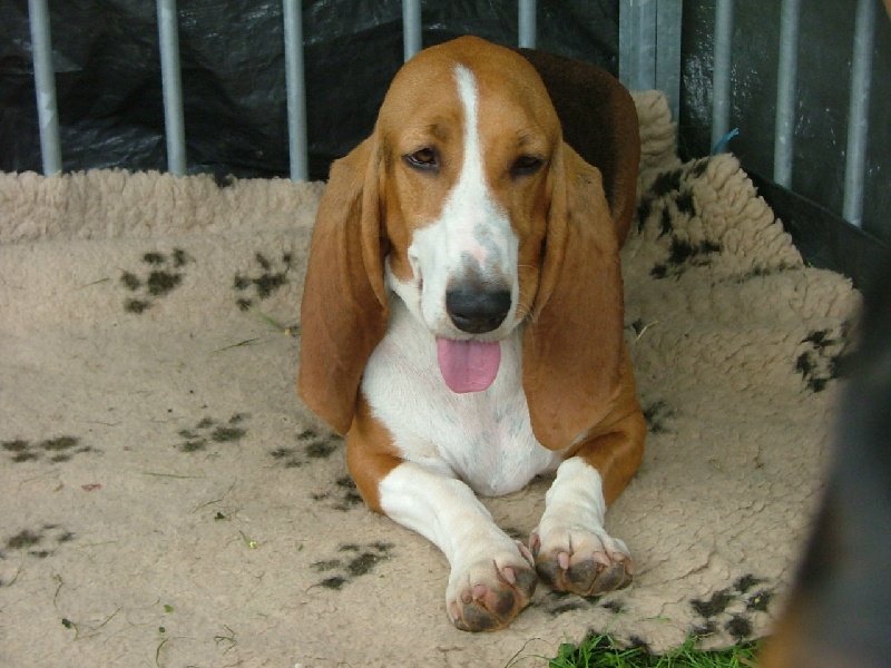 Babou (Sans Affixe) - 1er excellent en classe intermédiaire