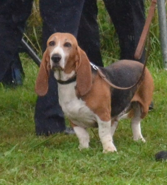 CH. Chivas du cheval du marquet - 1ER EXC CACIB EN CLASSE CHAMPION