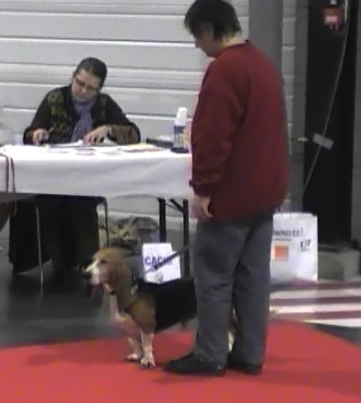 CH. Chivas du cheval du marquet - 1ER TRES BON