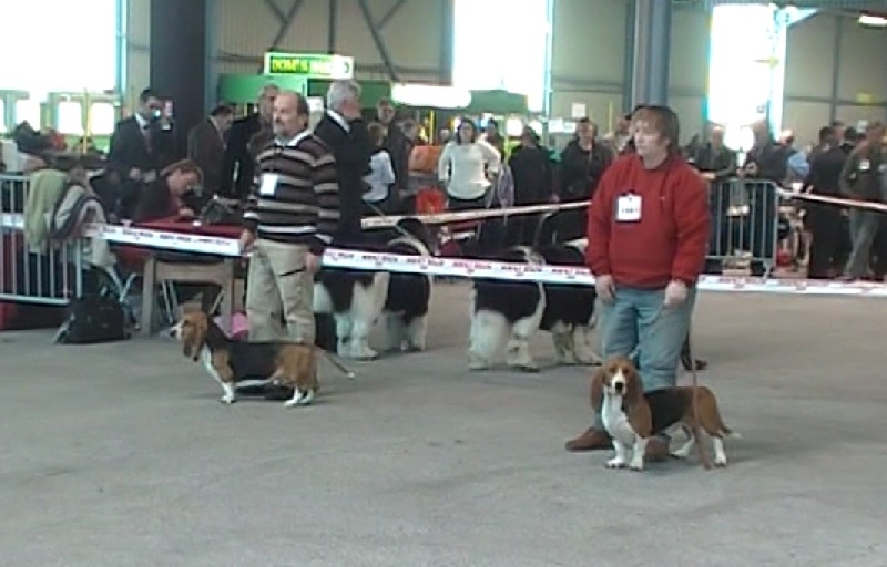 CH. Chivas du cheval du marquet - 2 EME EXC EN CLASSE CHAMION