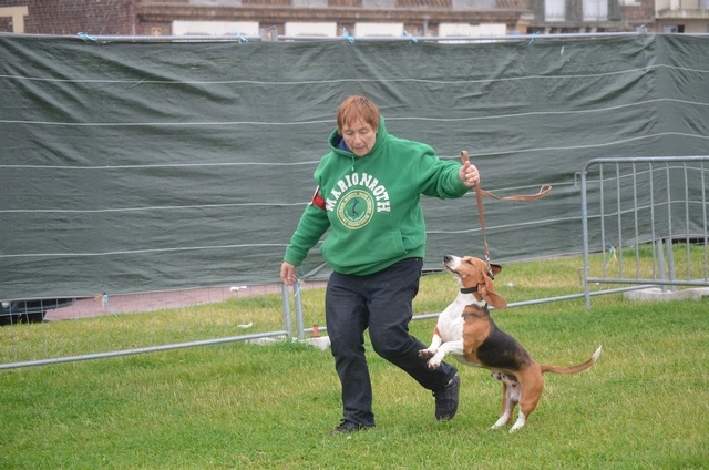 CH. Chivas du cheval du marquet - CACS MEILLEURS DE RACE