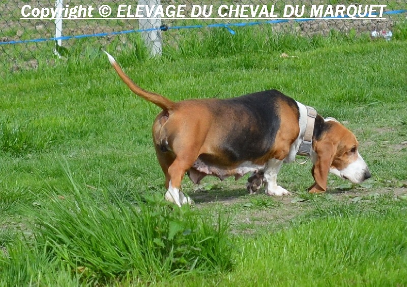 Babou (Sans Affixe) - 135PTS