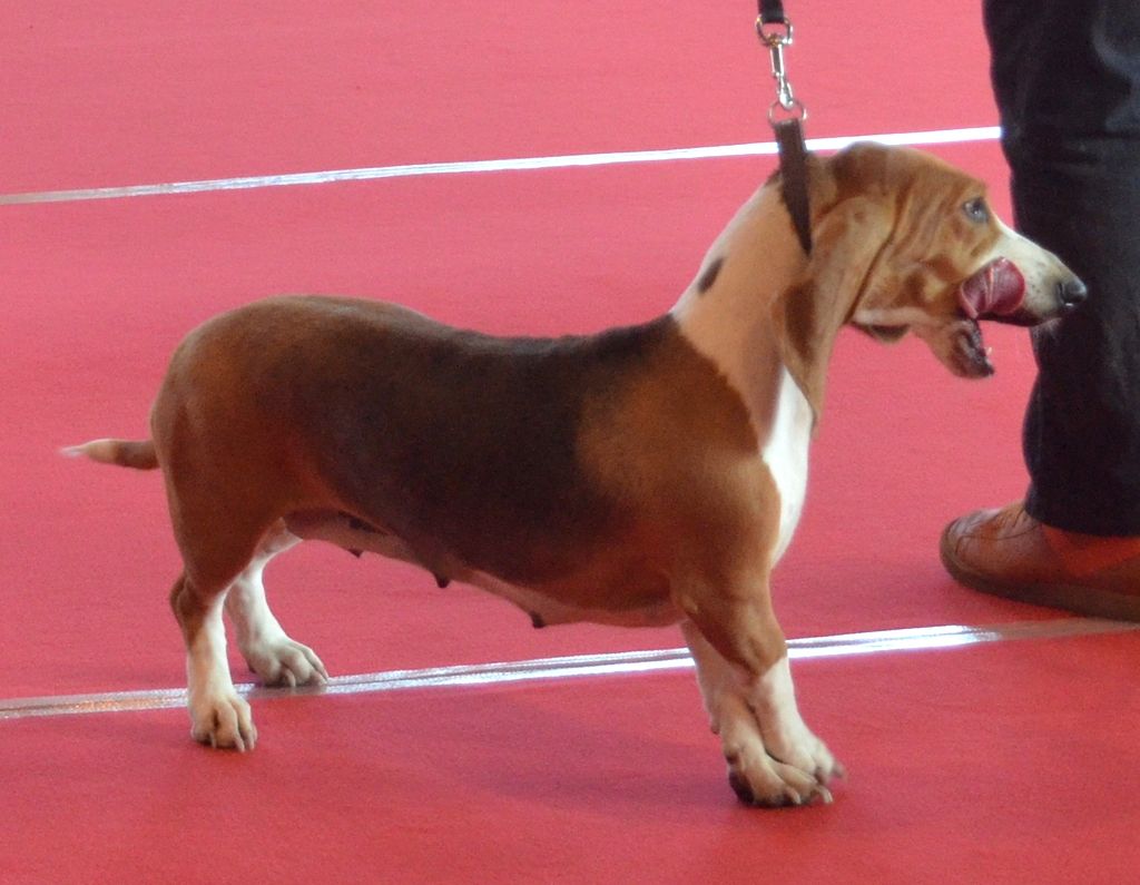 Liloo (Sans Affixe) - CACIB / CACS / MEILLEURS DE RACE EN CLASSE INTERMEDIAIRE