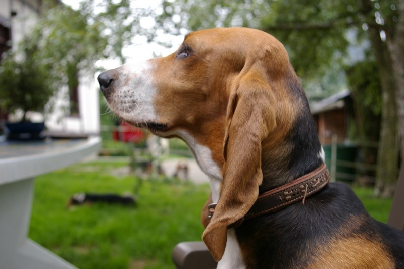 CH. Aramis du cheval du marquet - CACS