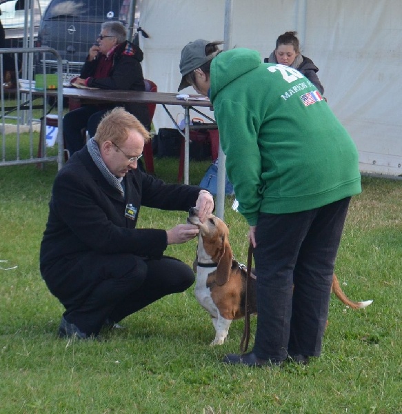 CH. Chivas du cheval du marquet - CACS