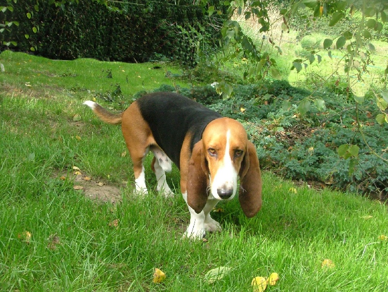 Atchoum du reve de tachou - 4 ème très bon