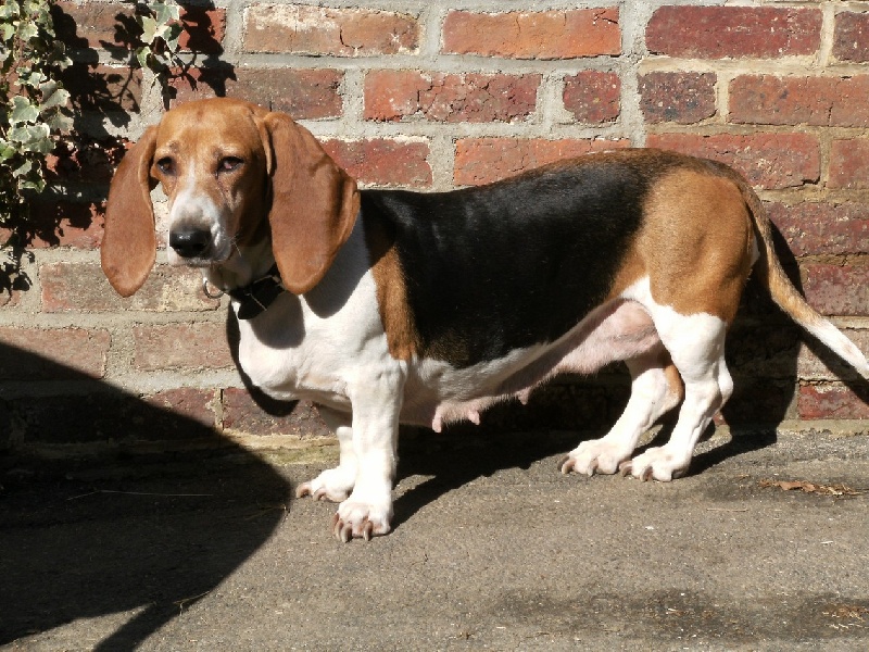 Uble (Sans Affixe) - EXCELLENT