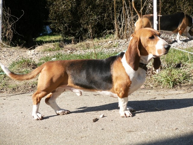CH. Chivas du cheval du marquet - CACIB, CACS ET MEILLEURS DE RACE