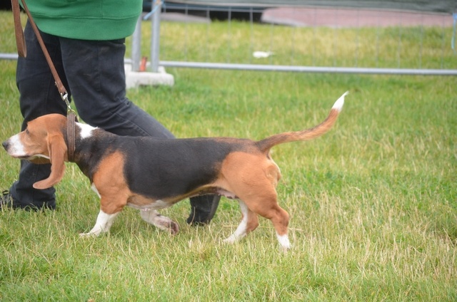 CH. Aramis du cheval du marquet - CACS