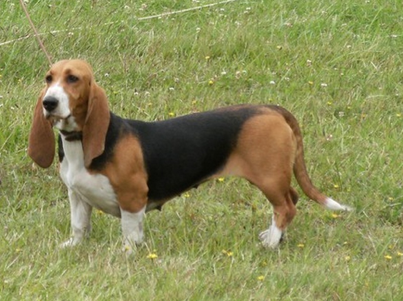 CH. Aramis du cheval du marquet - RCACIB, RCACS ET BOB