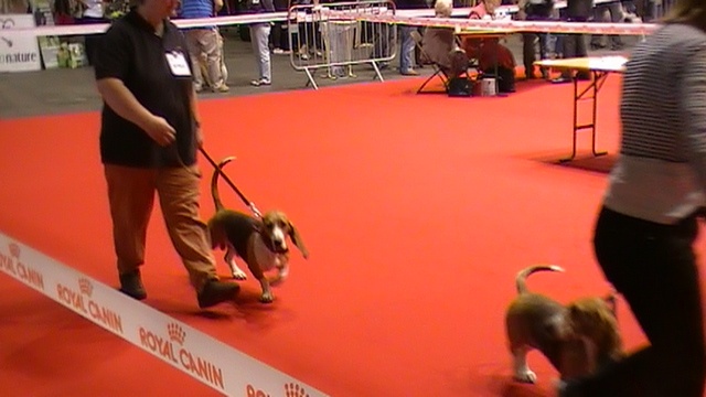 CH. Chivas du cheval du marquet - CACIB, CACS ET MEILLEURS DE RACE