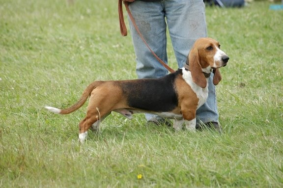 CH. Chivas du cheval du marquet - 4ème excellent en classe ouverte