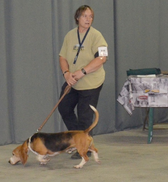 CH. Chivas du cheval du marquet - CACS /RCACIB