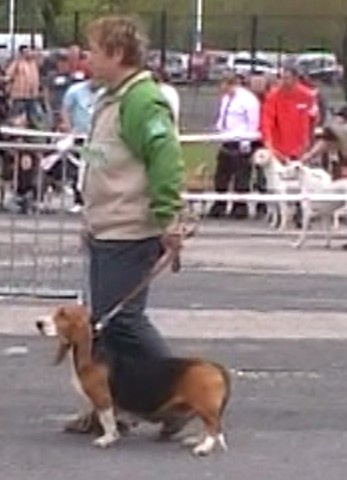CH. Aramis du cheval du marquet - RCACIB, RCACS en classe travail