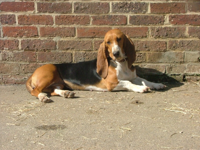 CH. Aramis du cheval du marquet - CACS ET MEILLEURS DE RACE
