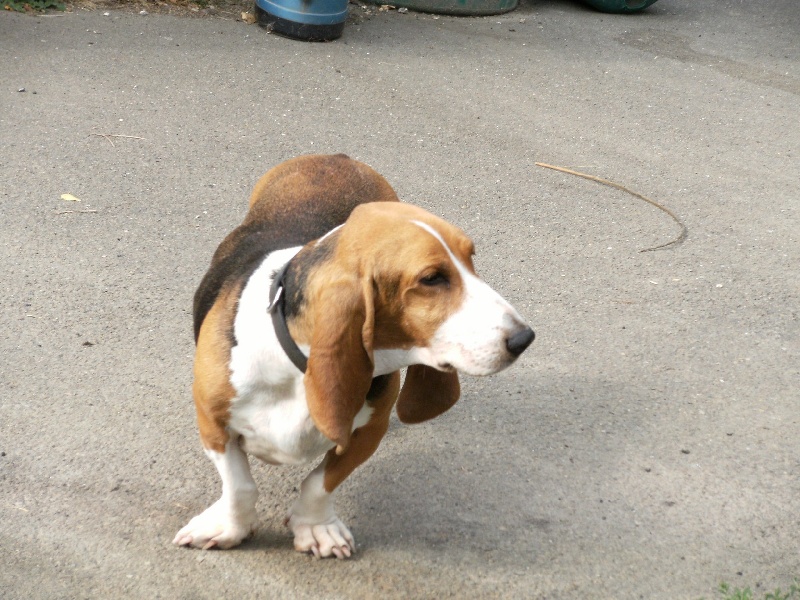 Babou (Sans Affixe) - TRES BON NON CLASSE