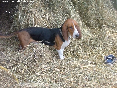 Atchoum du reve de tachou - EXCELLENT NON CLASSE