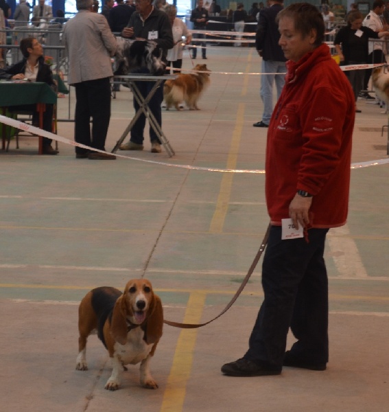 CH. Aramis du cheval du marquet - 1ER EXCELLENT EN CLASSE CHAMPION