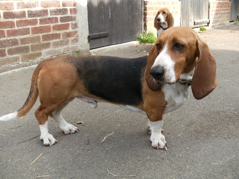 CH. Chivas du cheval du marquet - TRES BON EN CLASSE TRAVAIL