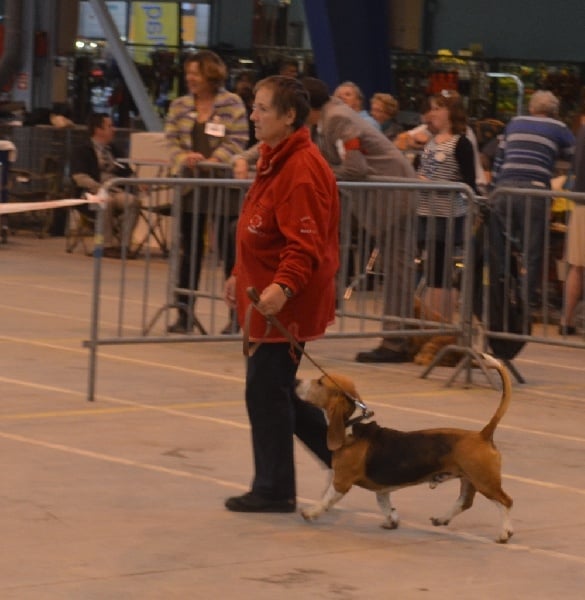 CH. Chivas du cheval du marquet - CACIB