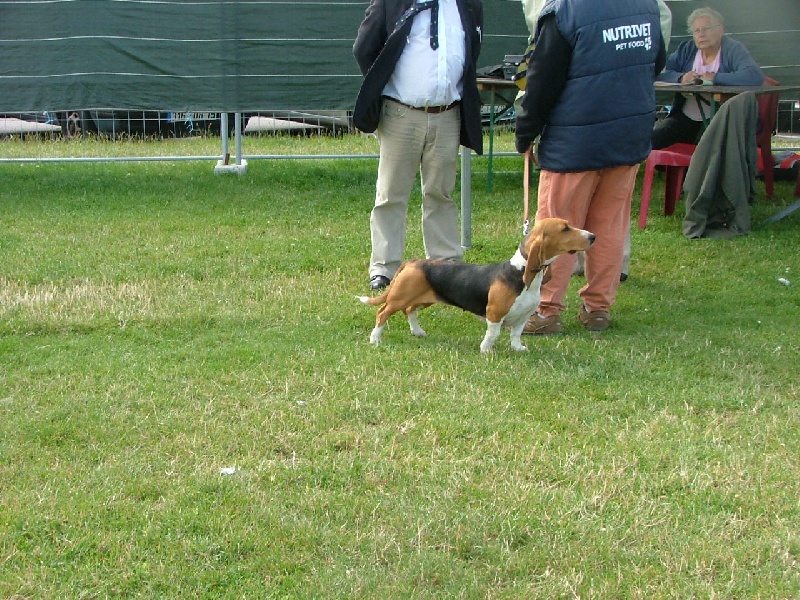 CH. Aramis du cheval du marquet - CACS + MEILLEURS DE RACE