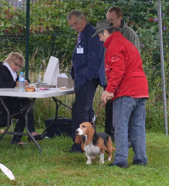 CH. Aramis du cheval du marquet - 1 EXC EN CLASSE CHAMPION