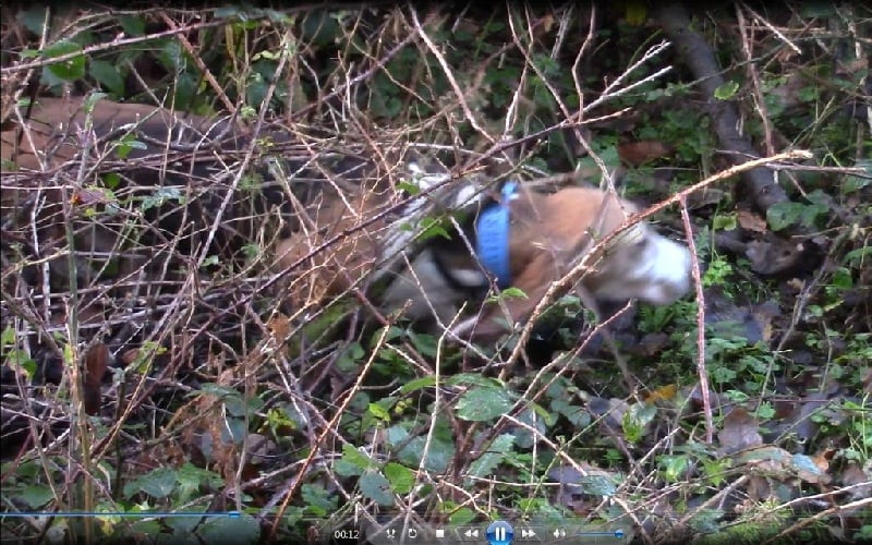 CH. Chivas du cheval du marquet - 105 PTS