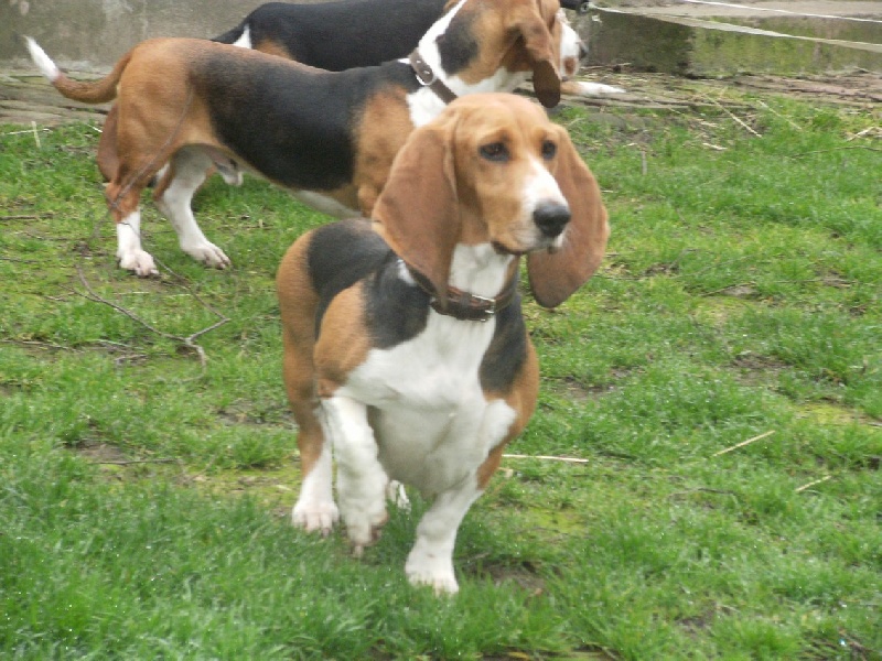 CH. Aramis du cheval du marquet - CACIB, CACS