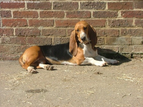 CH. Aramis du cheval du marquet - RCACIB, RCACS