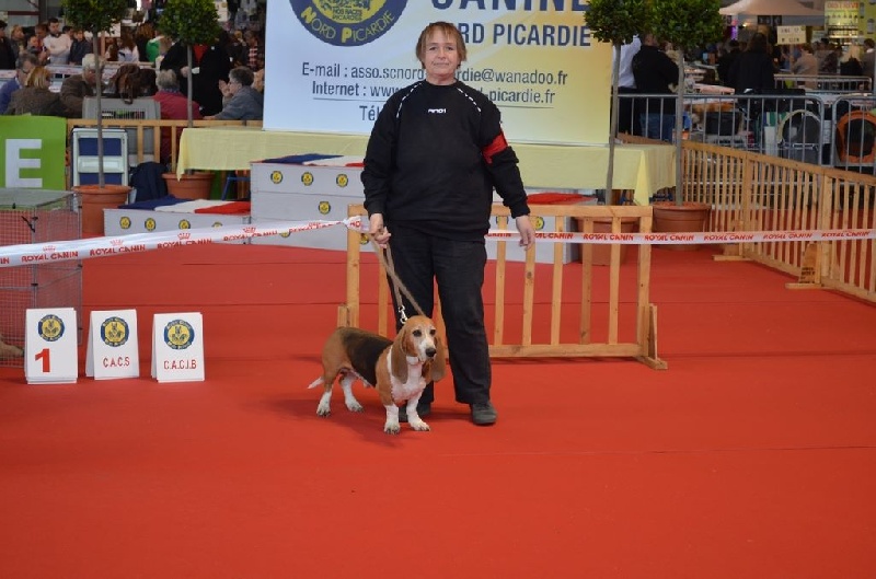 CH. Chivas du cheval du marquet - RCACS EN CLASSE TRAVAIL