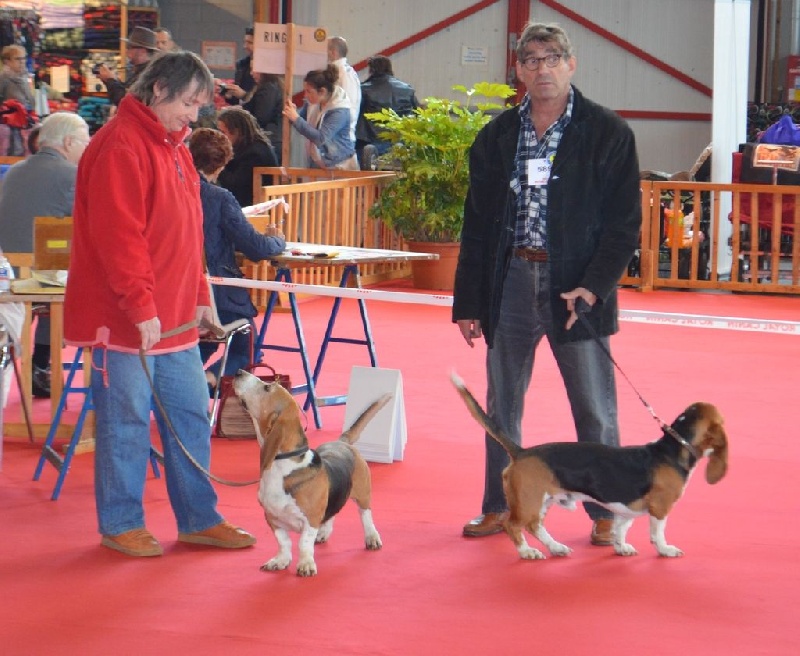 CH. Chivas du cheval du marquet - CACS / CACIB / en classe travail