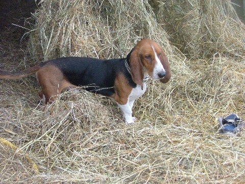 Atchoum du reve de tachou - RCAS