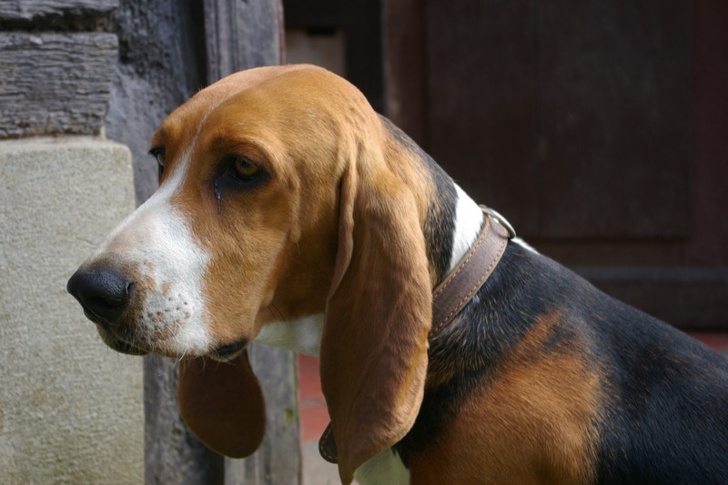 CH. Chivas du cheval du marquet - TRES BON