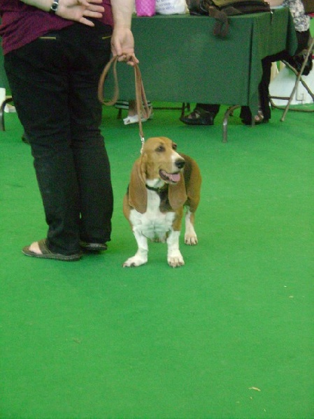 CH. Aramis du cheval du marquet - 4 eme excellent en classe travail