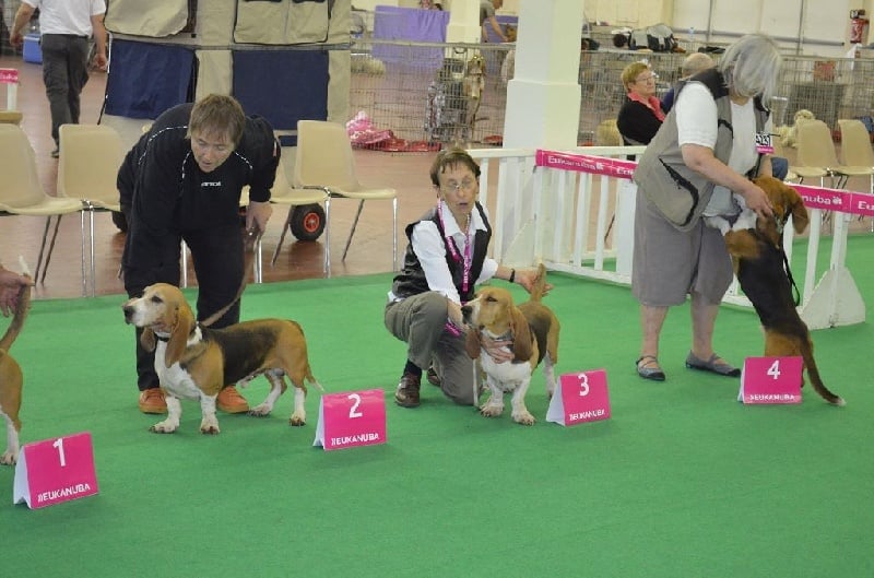 CH. Chivas du cheval du marquet - 2 EME EXCELLENT EN CHAMPION RCACS