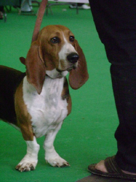 CH. Chivas du cheval du marquet - 4 ème très bon