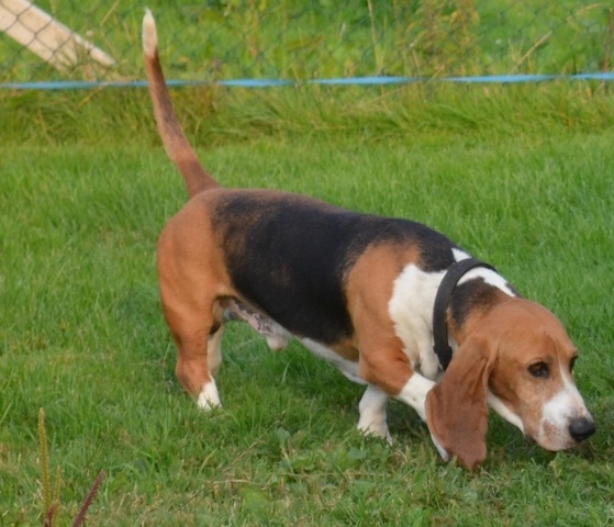 CH. Chivas du cheval du marquet - 130 PTS