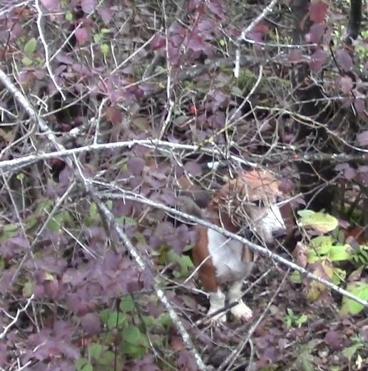 CH. Chivas du cheval du marquet - 105 PTS