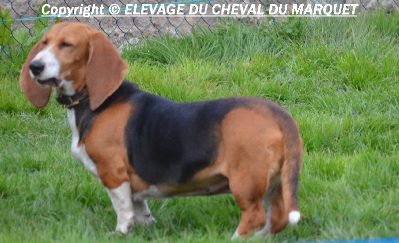 CH. Aramis du cheval du marquet - 120 PTS