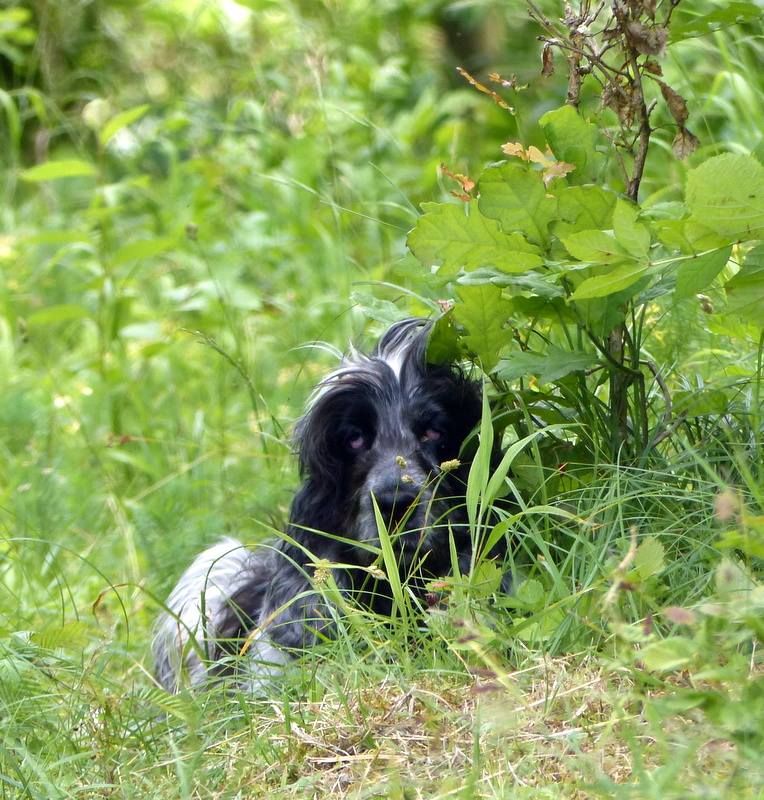 Publication : de la pierre aux leux Auteur : Lefebvre