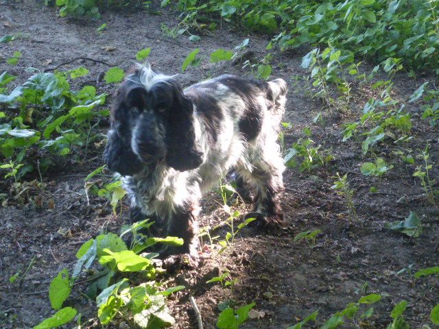 Publication : de la pierre aux leux Auteur : Lefebvre