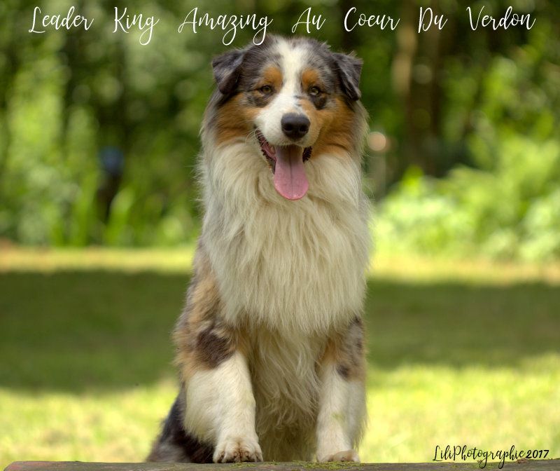 Publication : de l'Aussie Du Bois Joly Auteur : LiliPhotographie