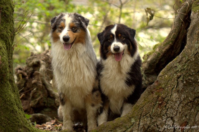 Publication : de l'Aussie Du Bois Joly Auteur : LiliPhotographie