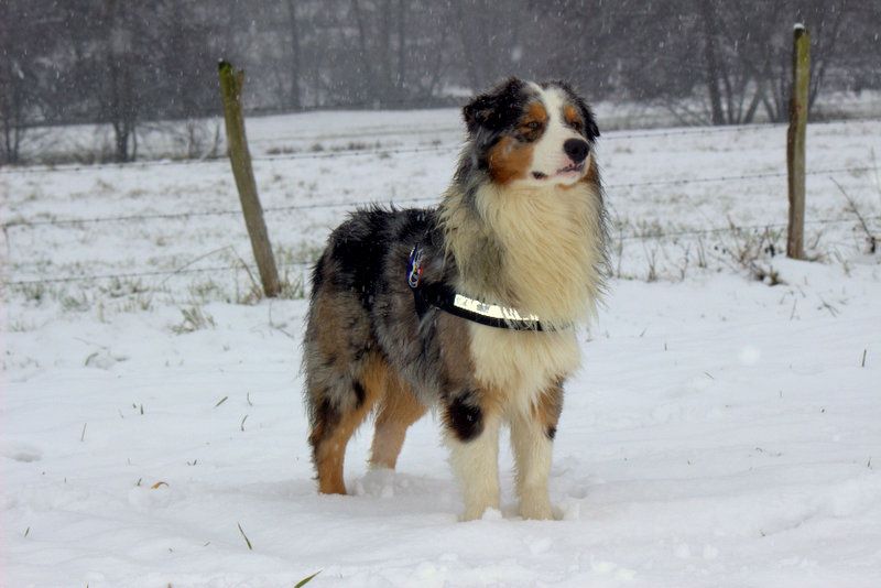 Publication : de l'Aussie Du Bois Joly Auteur : LiliPhotographie