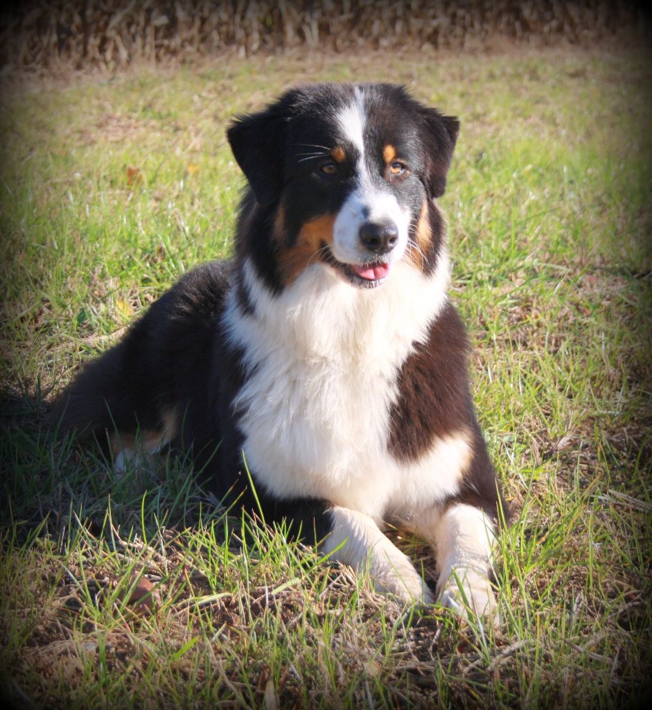 Publication : de l'Aussie Du Bois Joly Auteur : LiliPhotographie