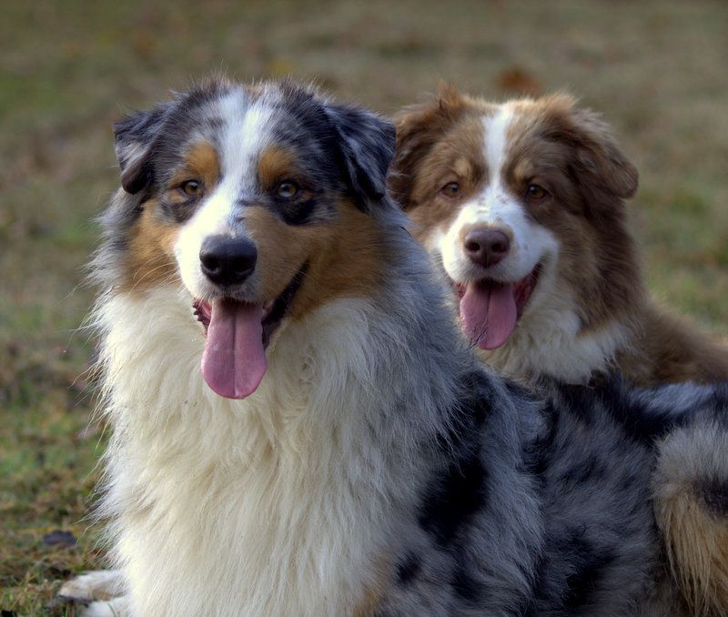 Publication : de l'Aussie Du Bois Joly Auteur : LiliPhotographie